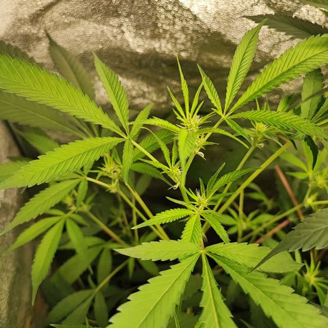 Oreoz growlog timeline photo