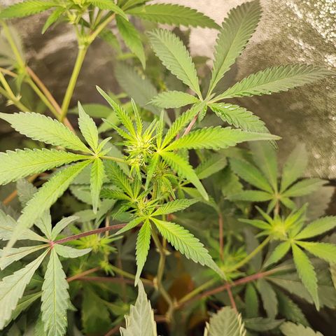 Chiquita banana growlog timeline photo