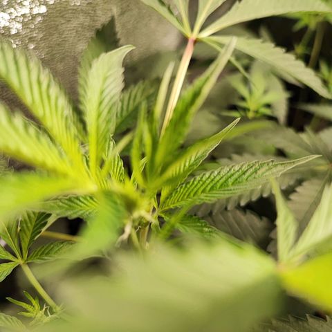 Permanent marker growlog timeline photo