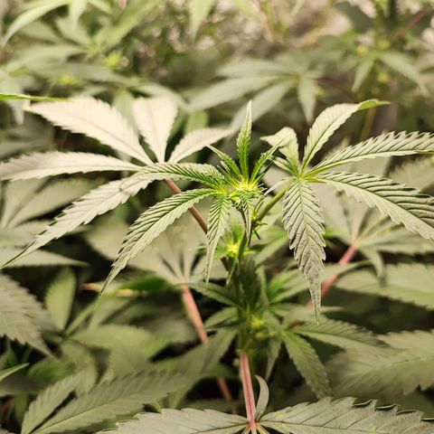 Permanent marker growlog timeline photo