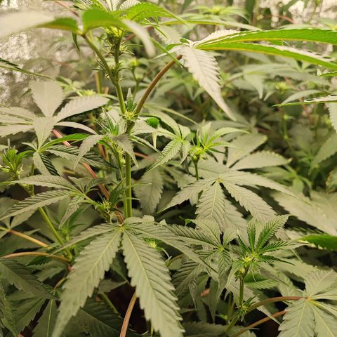 Permanent marker growlog timeline photo