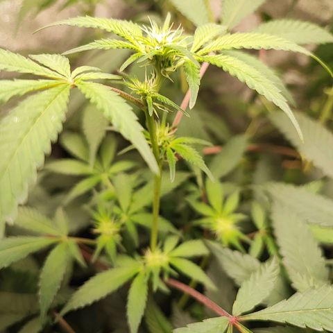 Chiquita banana growlog timeline photo