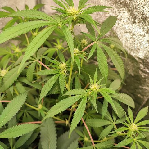 Oreoz growlog timeline photo