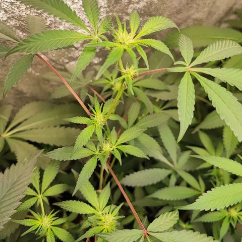 Chiquita banana growlog timeline photo