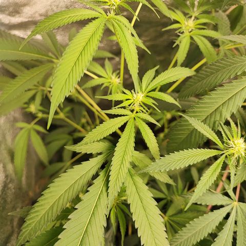 Oreoz growlog timeline photo