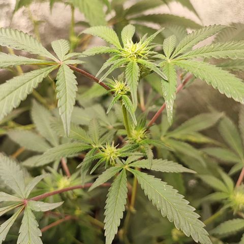 Chiquita banana growlog timeline photo