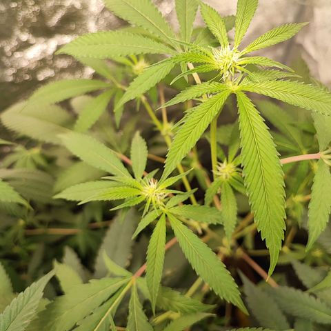 Oreoz growlog timeline photo