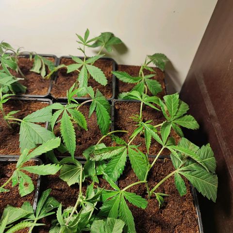 Permanent marker growlog timeline photo