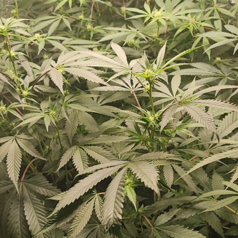 Permanent marker growlog timeline photo