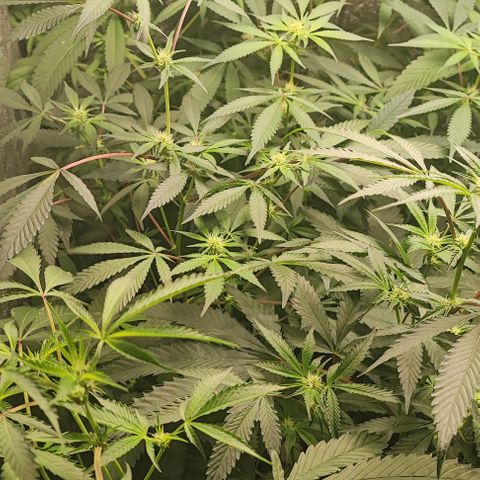 Permanent marker growlog timeline photo