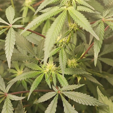 Chiquita banana growlog timeline photo