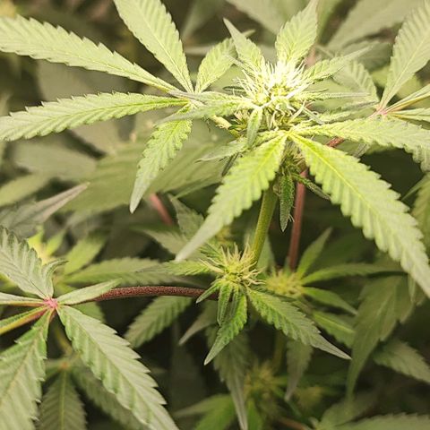 Chiquita banana growlog timeline photo