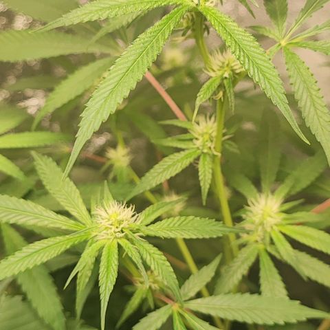 Oreoz growlog timeline photo