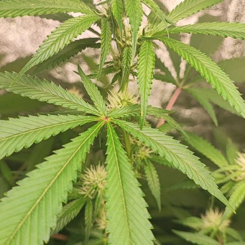 Oreoz growlog timeline photo