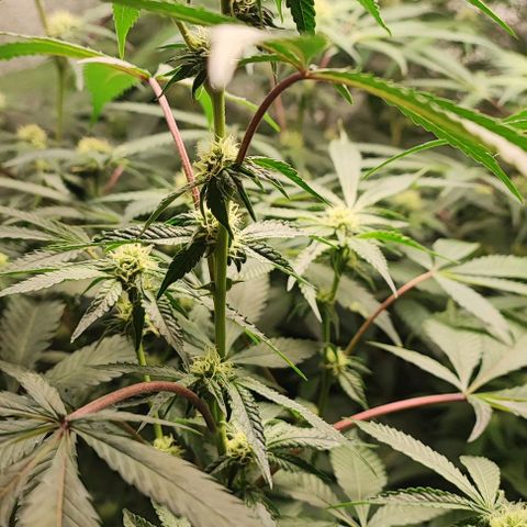 Permanent marker growlog timeline photo