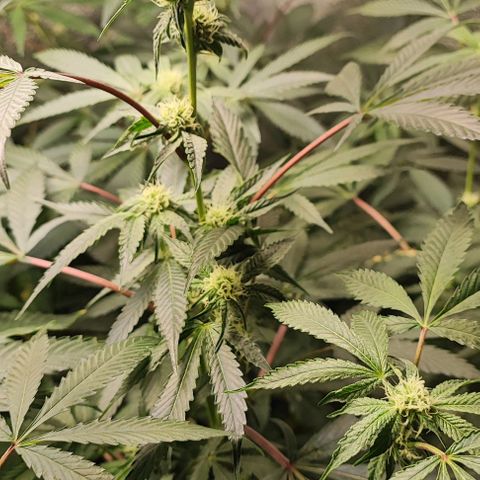 Permanent marker growlog timeline photo