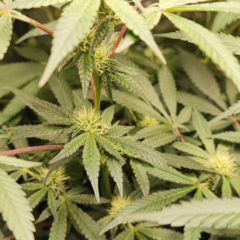 Chiquita banana growlog timeline photo