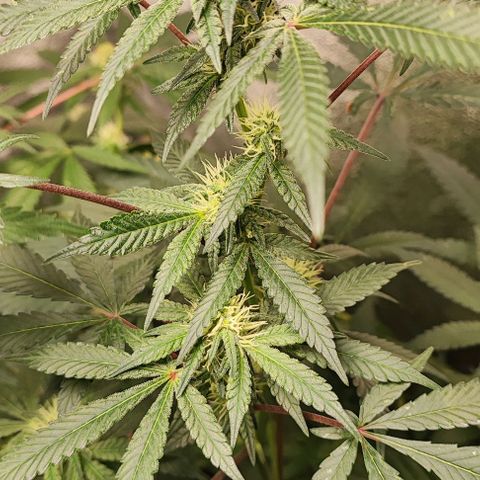 Chiquita banana growlog timeline photo