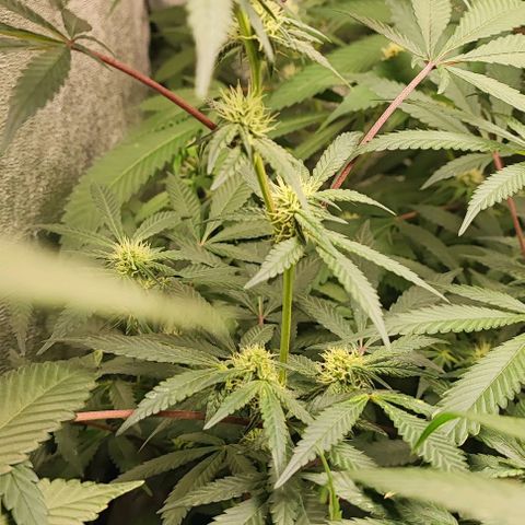 Chiquita banana growlog timeline photo