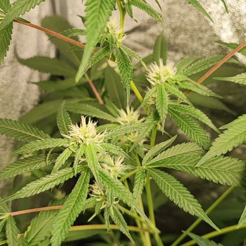 Oreoz growlog timeline photo