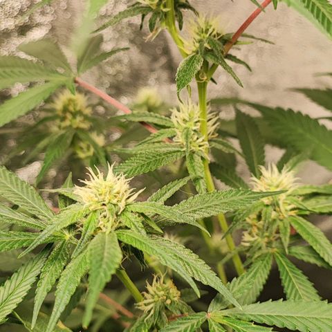 Oreoz growlog timeline photo