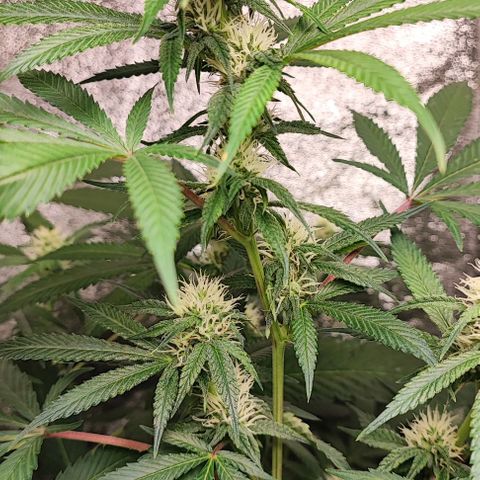Oreoz growlog timeline photo