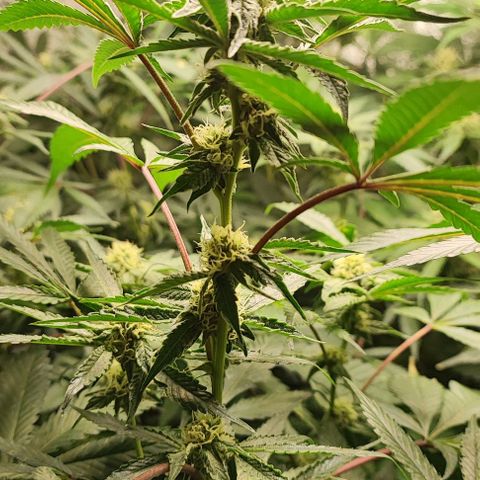 Permanent marker growlog timeline photo