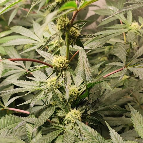 Permanent marker growlog timeline photo