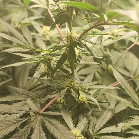 Permanent marker growlog timeline photo