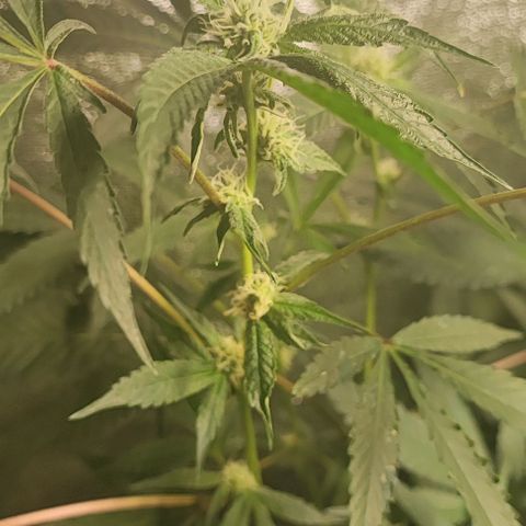 Permanent marker growlog timeline photo