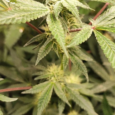 Chiquita banana growlog timeline photo