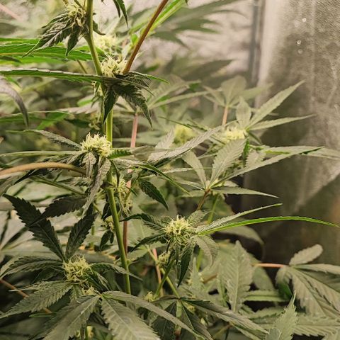 Chiquita banana growlog timeline photo