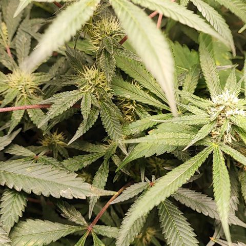 Chiquita banana growlog timeline photo