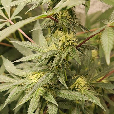 Chiquita banana growlog timeline photo