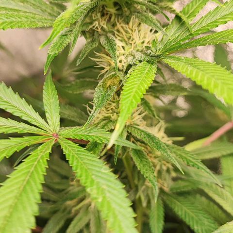 Oreoz growlog timeline photo