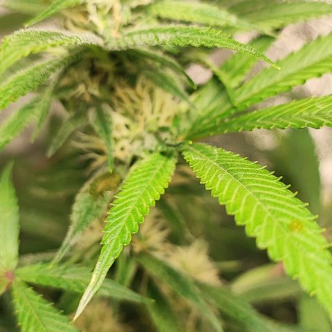 Oreoz growlog timeline photo