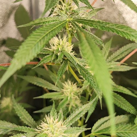 Oreoz growlog timeline photo