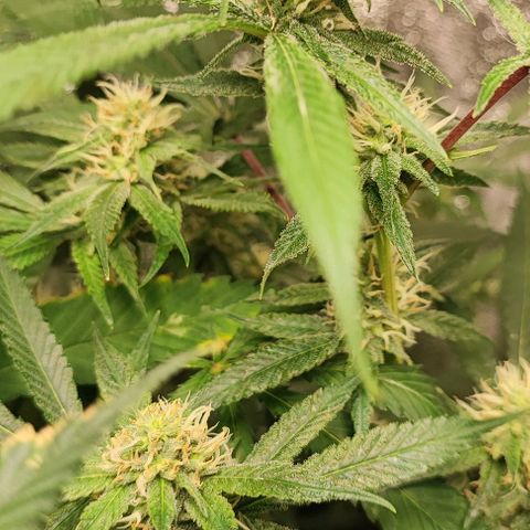 Oreoz growlog timeline photo