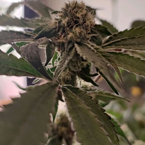 Permanent marker growlog timeline photo