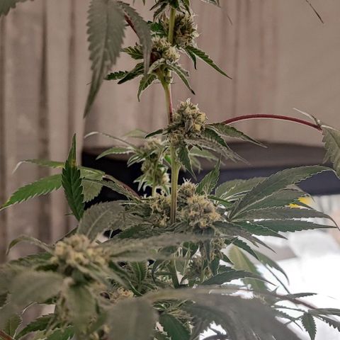 Permanent marker growlog timeline photo