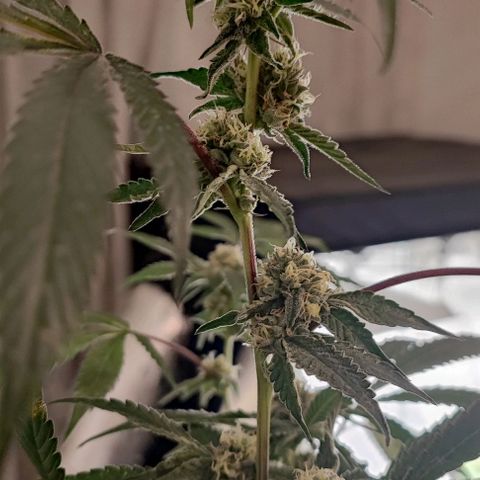 Permanent marker growlog timeline photo