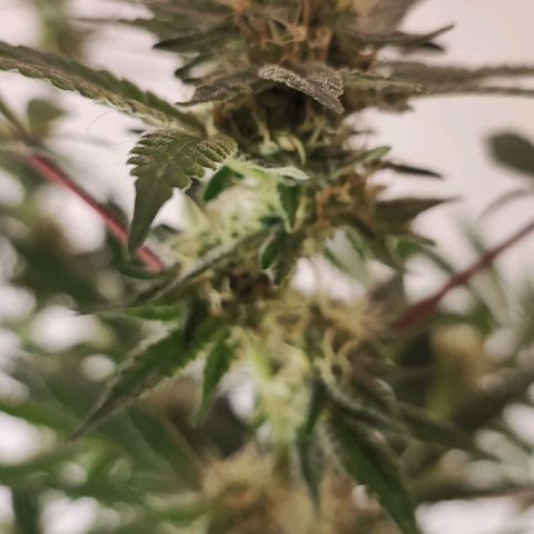 Chiquita banana growlog timeline photo