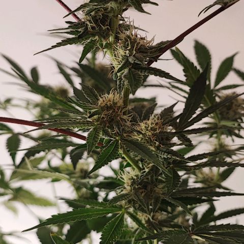 Chiquita banana growlog timeline photo