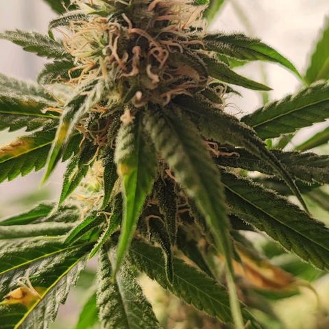 Chiquita banana growlog timeline photo