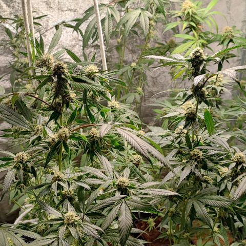 Oreoz growlog timeline photo