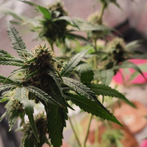 Oreoz growlog timeline photo