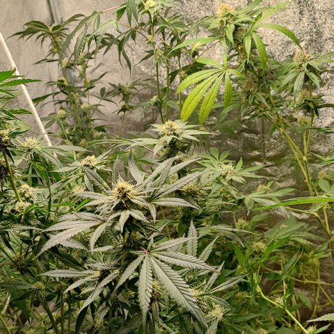 Oreoz growlog timeline photo