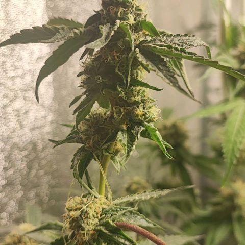 Permanent marker growlog timeline photo