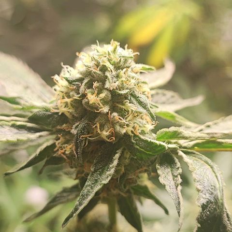 Permanent marker growlog timeline photo