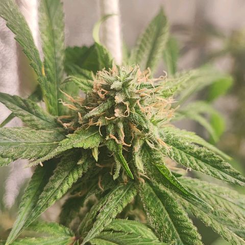 Oreoz growlog timeline photo